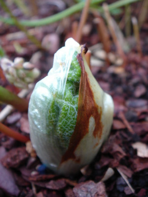Diphylleia_sinensis.JPG