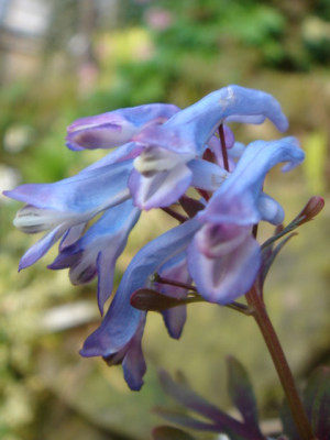 Corydalis_flexuosa_Purple_Leaf_1.JPG