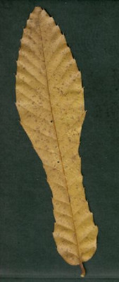 Quercus_acutissima.jpg