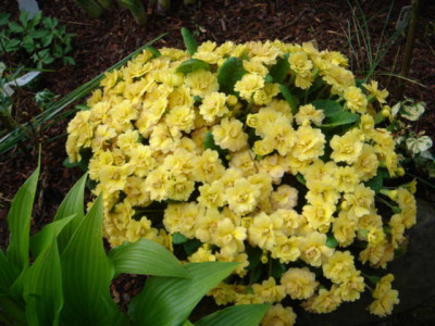 Primula_vulgaris_Sunshine_Susie.JPG