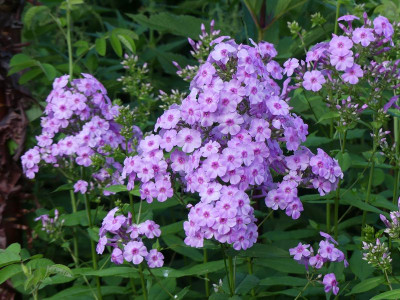 2022-06-28 Phlox 'Henki' 1.jpg