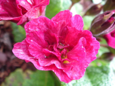 Primula_vulgaris_Coporal_Baxter.JPG