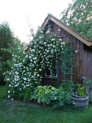 2022-06-28 Rosen 'Corsana' 2.jpg