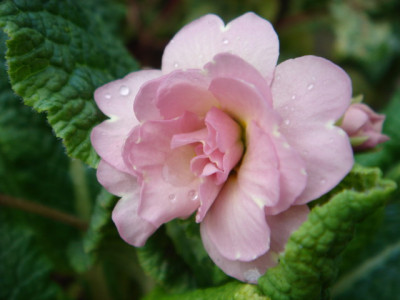 Primula_vulgaris_Sue_Jervis_1.JPG