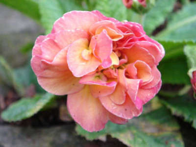 Primula_vulgaris_Ken__Dearman.JPG