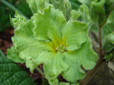 Primula_vulgaris_Francisca_1.JPG