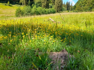 wohlkopf22sommer.jpg