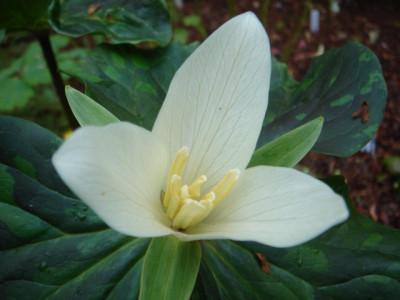 Trillium_albidum_1.JPG