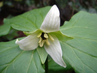 Trillium_erectum_Album.JPG