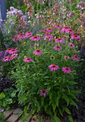 Echinacea-Sämling-PowWow.22-1.jpg
