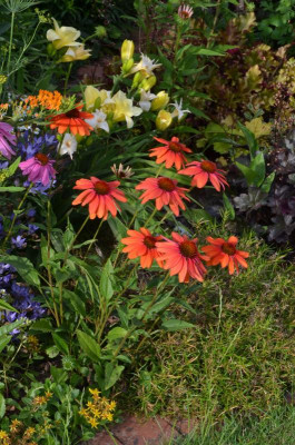 Echinacea-SombreroSalsaRed-22-2.jpg