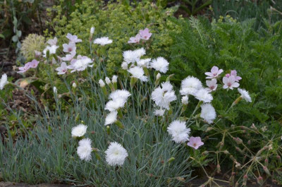 Dianthus_plumaris-Ohrid.22-1.jpg