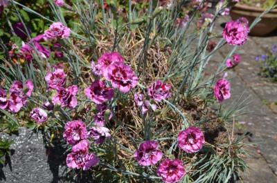 Dianthus_plumaris-MoulinRouge.22-1.jpg