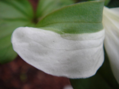 Trillium_nivale_1.JPG