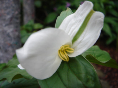 Trillium_nivale_4.JPG
