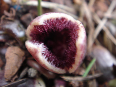 Asarum_shuttleworthii_Blute.JPG
