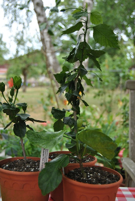 H.Reinecke2022_06_29DSC_0668.jpg