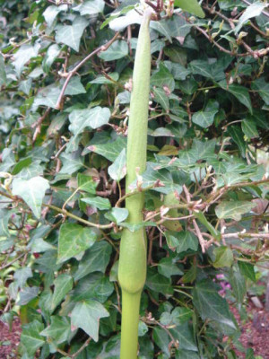 Arum_rupicola_Virescens.JPG