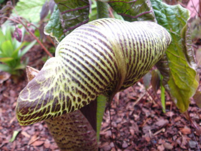 Arisaema_griffithii_1.JPG
