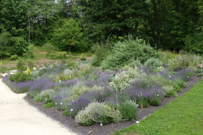 2022-06-26 Merian 1.jpg