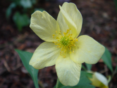 Anemone__x_lipsiensis_Intermedia_1.JPG