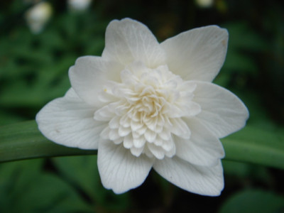 Anemone_nemorosa_Vestal.JPG