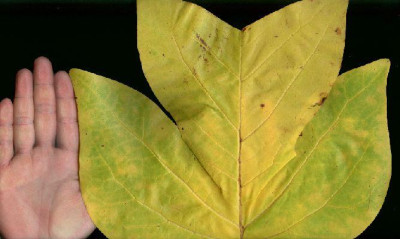 Liriodendron_tulipifera_Riesenlaub_mit_Hand.jpg