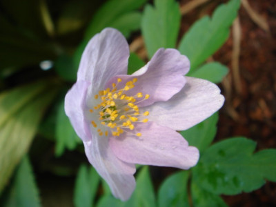 Anemone_nemorosa_Heavenly_Blue.JPG