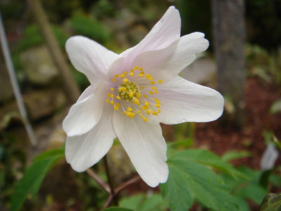 Anemone_nemorosa_Fruhlingsfest.JPG