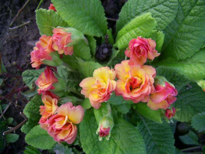 Primula_vulgaris_Ken_Dearman_PIC_0067.JPG