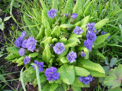 Primula_vulgaris_Eugene_PIC_0080.JPG