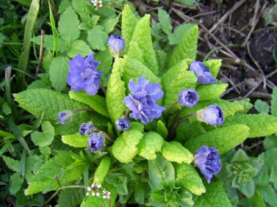 Primula_vulgaris_Sapphire_PIC_0079.JPG