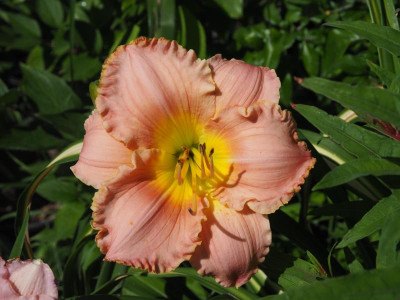Martha Adams 1979 Spalding P6300558.JPG