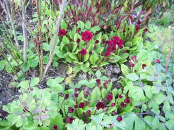 Primula_vulgaris_Captain_Blood_PIC_0074.JPG