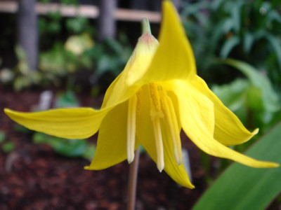 Erythronium_grandiflorum_1.JPG