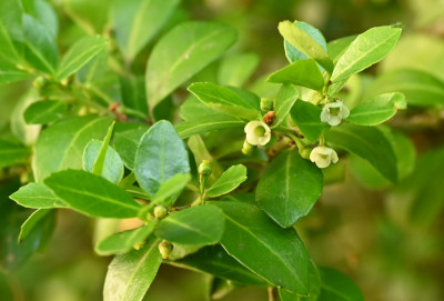 Ilex_unbekannt.jpg