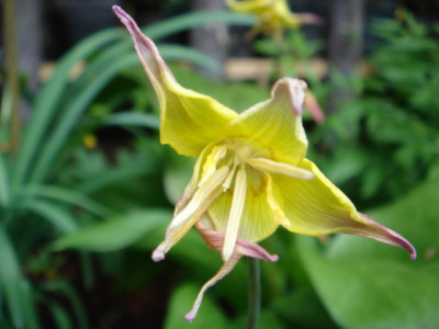 Erythronium_Pagoda_1.JPG