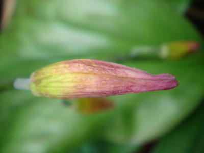 Erythronium_Pagoda_2.JPG
