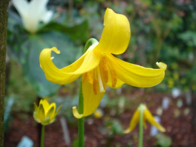 Erythronium_tolumnense_2.JPG