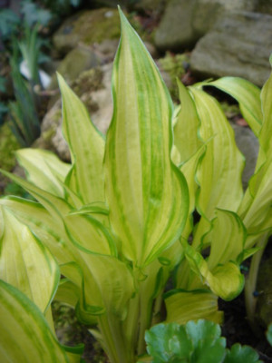 Hosta_Fruhlingsgold_2.JPG