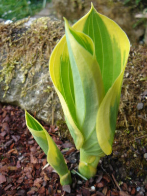 Hosta_Majesty.JPG