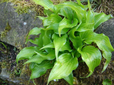 Hosta_Raspberry_Sorbet_2.JPG