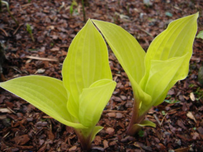 Hosta_Fire_Island.JPG