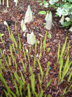 Hosta_Feather_Boa_-_Hosta_Evelyn_Mc_Cafferty_1.JPG