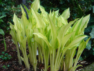 Hosta_Kisuji.JPG
