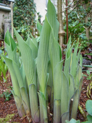 Hosta_Blue_Arrow.JPG