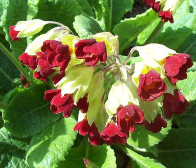 000_2465_Primula_veris_Sunset_Shades.jpg