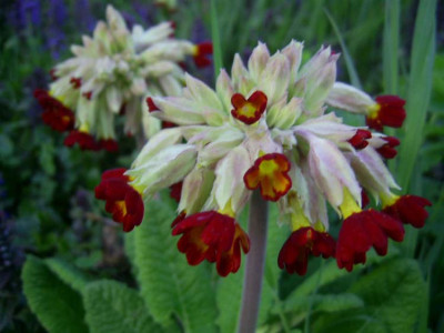 Primula_veris_Sunset_Shades_PIC_0059.JPG