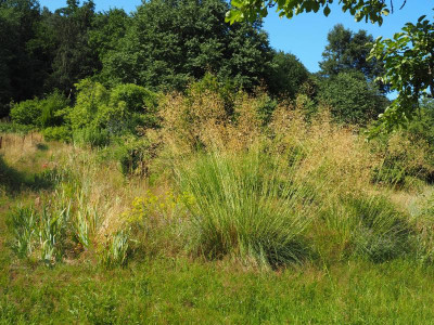 Stipa gigantea P6300558.JPG