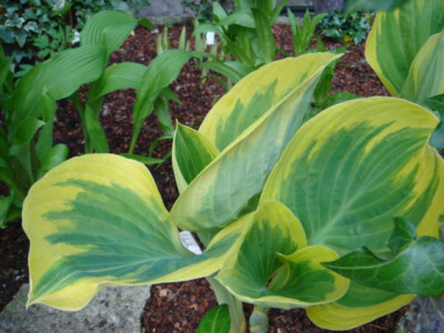 Hosta_Liberty_1.JPG